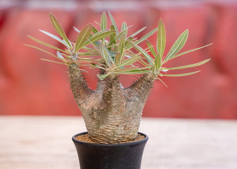 塊根植物 ブレビカリックス 検索（グラキリス マカイエンセ