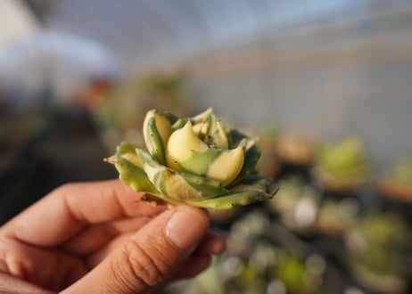 agave 王妃雷神黄中斑 NO.1