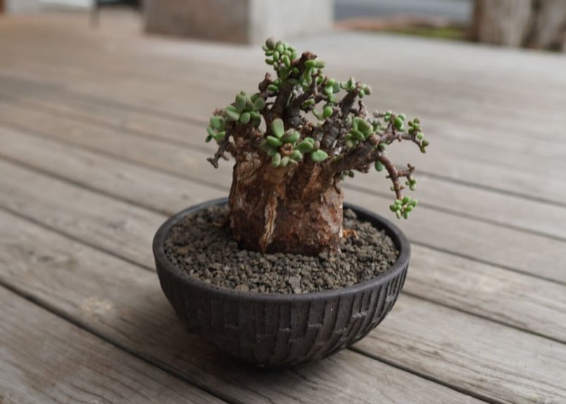 ケラリア ピグマエア Ceraria pygmaea | mana's farm:塊根植