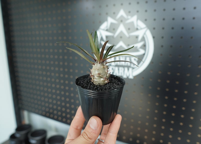 パキポディウム グラキリス 沖縄実生株 No.1 | mana's farm:塊根植物