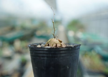 亀甲竜　Dioscorea elephantipes　No.8