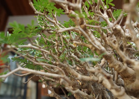 センナ　メリディオナリス　Senna meridionalis　No.3