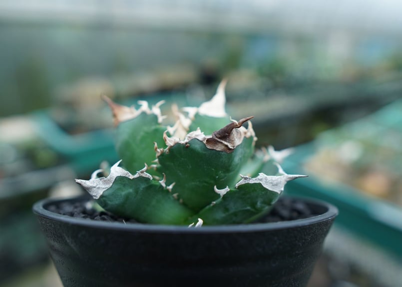 アガベ　モンタナ白覆輪　鉢のまま発送 アガベ モンタナ白覆輪 鉢のまま発送 アガベ モンタナ白覆輪 鉢のまま発送