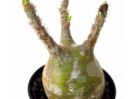 Pachypodium Gracilius パキポディウム  グラキリス  №4