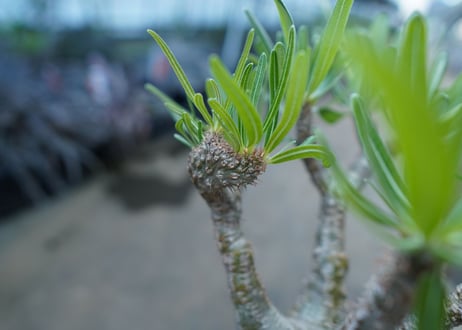 パキポディウム　グラキリス　 Pachypodium Gracilius