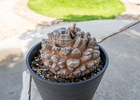 【長谷川園芸産】亀甲竜　Dioscorea elephantipes　６寸