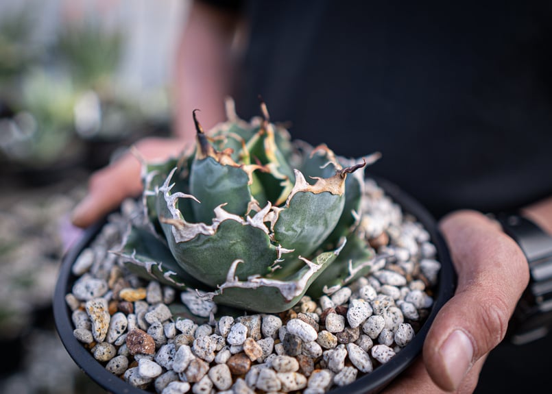 agave titanota 白鯨 ガチムチ選抜株 | mana's green:塊根植物販...