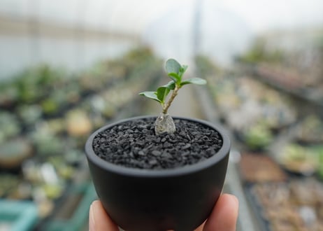 フォッケア　エデュリス　”火星人”　Fockea edulis  No.2