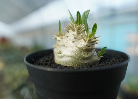 パキポディウム　恵比寿大黒　Pachypodium Densicaule　No.10