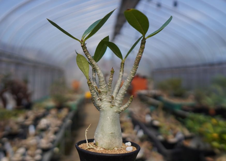 中型 塊根植物 生育中 中型 塊根植物 生育中 始めて育てる方必見！育てやすい塊根植物をご紹介