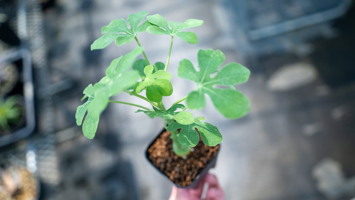 アデニア グラウカ Adenia glauca NO.5 | mana's farm:塊根植