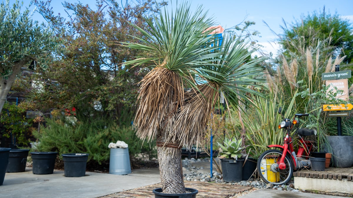 トリプルヘッドの超希少個体】ユッカ ロストラータ | mana's farm:塊根