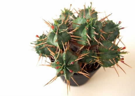 Euphorbia pulvinata 笹蟹丸