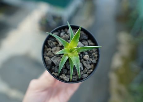 ディッキア　ムーングロー　Dyckia brevifolia  Moon Glow　No.1