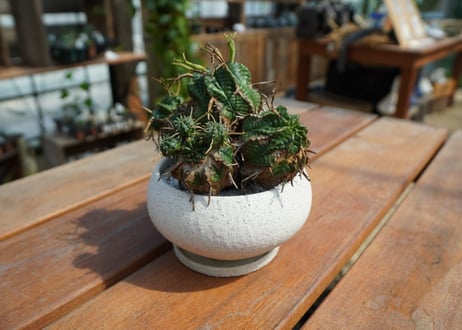 ユーフォルビア　バリダ Euphorbia valida