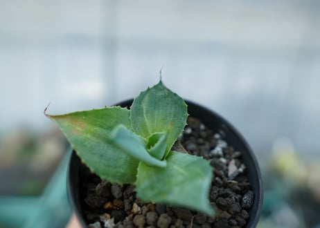 アガベ　雷神　散斑 　agave potatorum "chirihu"