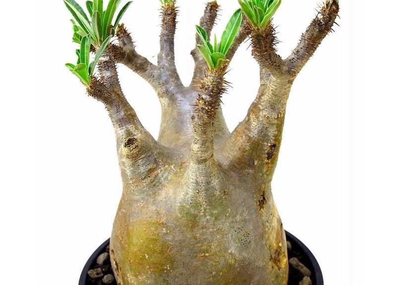 Pachypodium Gracilius パキポディウム グラキリス №5 | mana