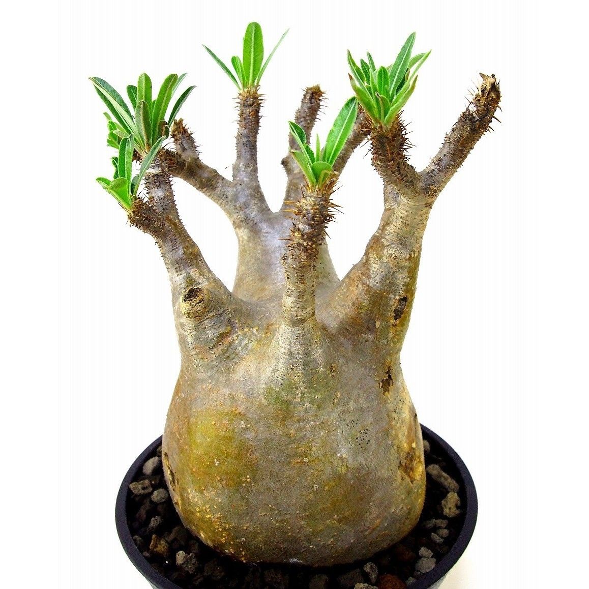 パキポディウム グラキリス Pachypodium gracilius ⑤ Pachypodium Gracilius パキポディウム グラキリス №5 | mana