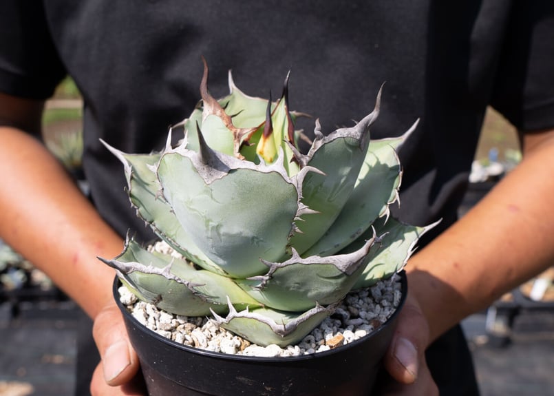 Agave Titanota | mana's farm:塊根植物・アガベ・ドライガーデン植物