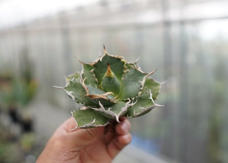 Agave titanota FO-76  D NO.2