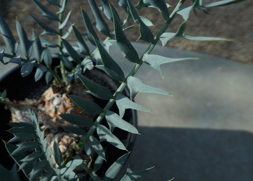 エンセファラルトス ホリダス Encephalartos horridus | mana's