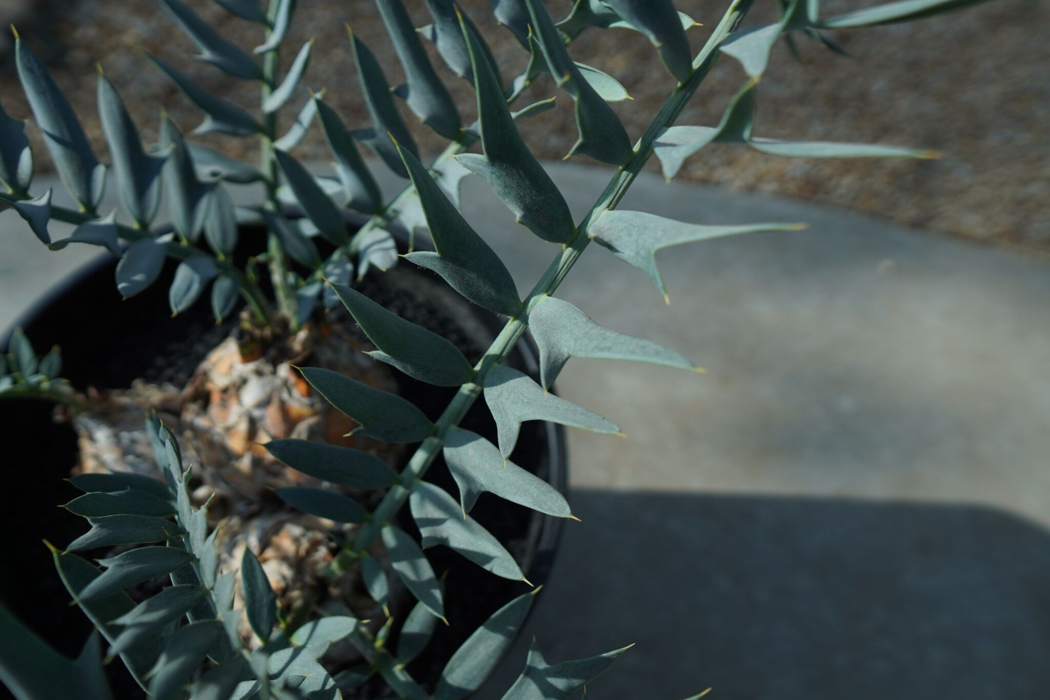 エンセファラルトス ホリダス Encephalartos horridus | mana's