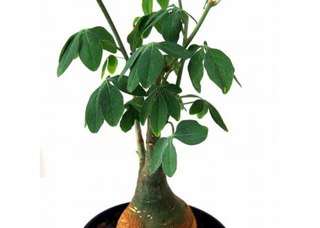 Adenia glauca 　アデニア グラウカ　幻蝶かずら
