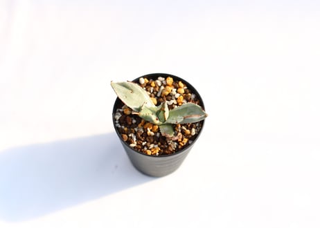Agave 兜蟹錦 　№８
