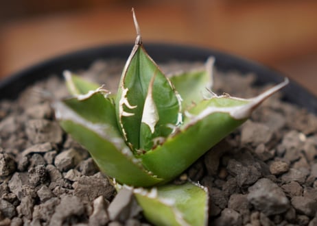 Agave Sowing seeds NO.1