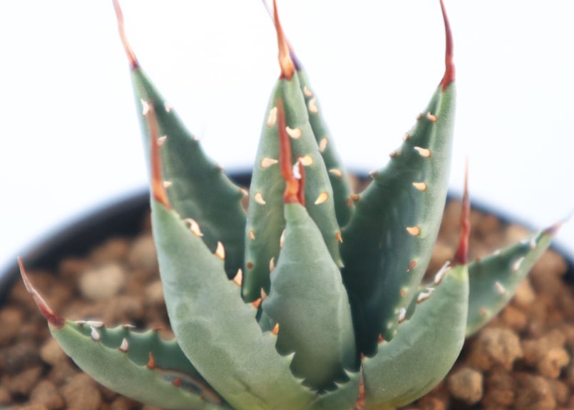 アガベ　ユタエンシス　ネバデンシス　アルミ鉢　植物　塊根植物　ドライガーデン アガベ・ユタエンシス 'ネバデンシス'の育て方、栽培記録 – ゆるぷ