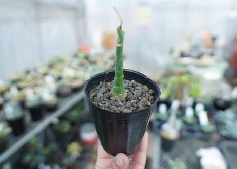 アデニア　グラウカ　Adenia Glauca　No.3
