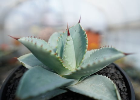 アガベ　ドラゴントゥース　Agave Dagontoes　No.1