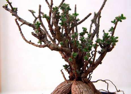 姫紅小松　Trichodiadema bulbosum