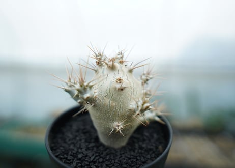 パキポディウム　サンデルシー　Pachypodeium saundersii  No.2