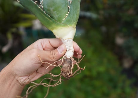Agave titanota 白鯨 C NO.2