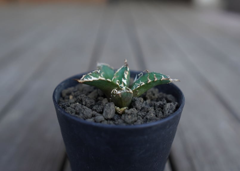 アガベ オテロイ オアハカ agave oteroi oaxaca | mana's farm