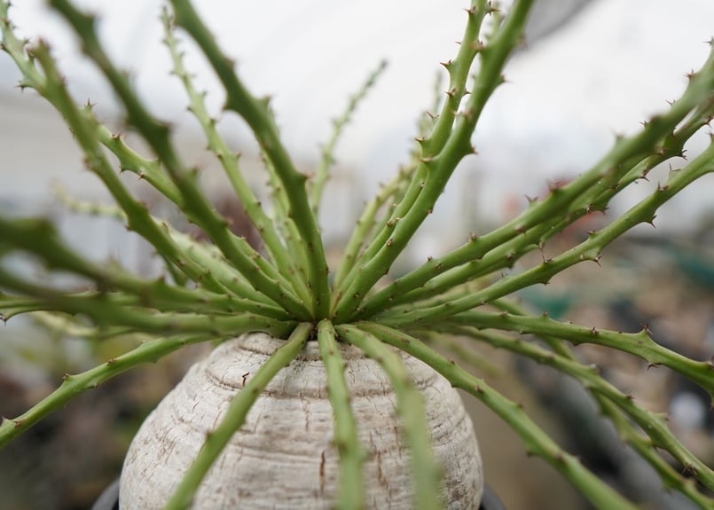 ユーフォルビア デシドゥア | mana's farm:塊根植物・アガベ