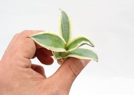 Agave applanata Cream Spike  pup