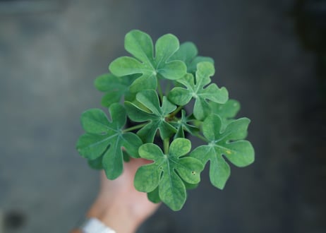 アデニア　グラウカ　Adenia glauca  No.2