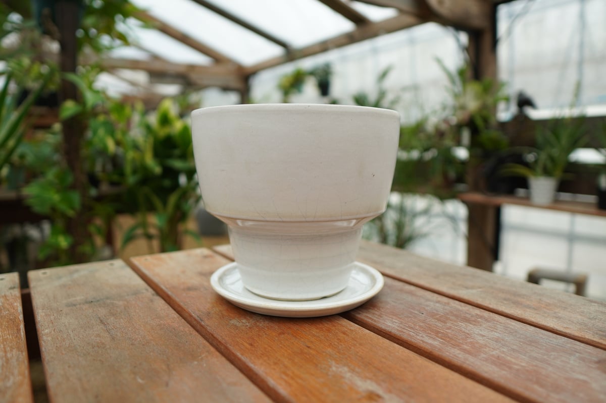 陶器鉢　4鉢まとめ買い sold out 植木鉢 鉢皿付き No.4 | mana's green:塊根植物販売|マナズグリーン