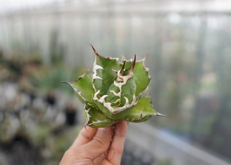 Agave titanota  Crab 螃蟹  NO.6
