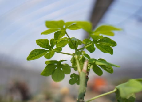 アデニア　グラウカ　Adenia glauca