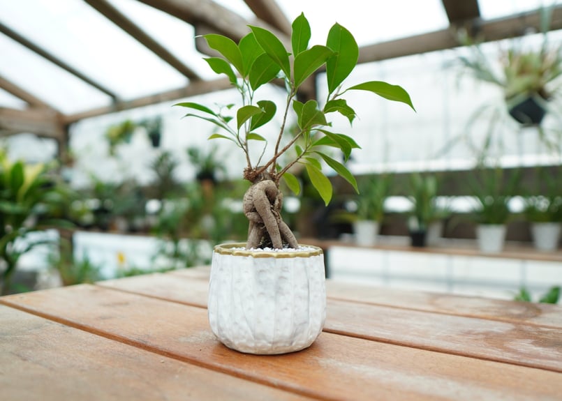 ガジュマル No.1 | mana's farm:塊根植物・アガベ・ドライガーデン植物