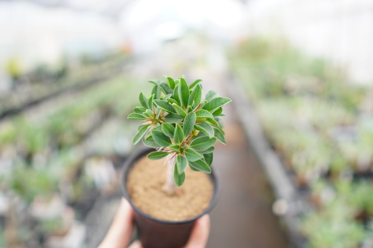 スタッフ一押し株♪】ユーフォルビア ギラウミニアナ 【3】 | mana's