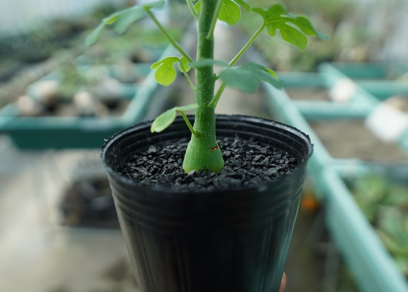 アデニア グラウカ Adenia glauca No.8 | mana's farm:塊根植