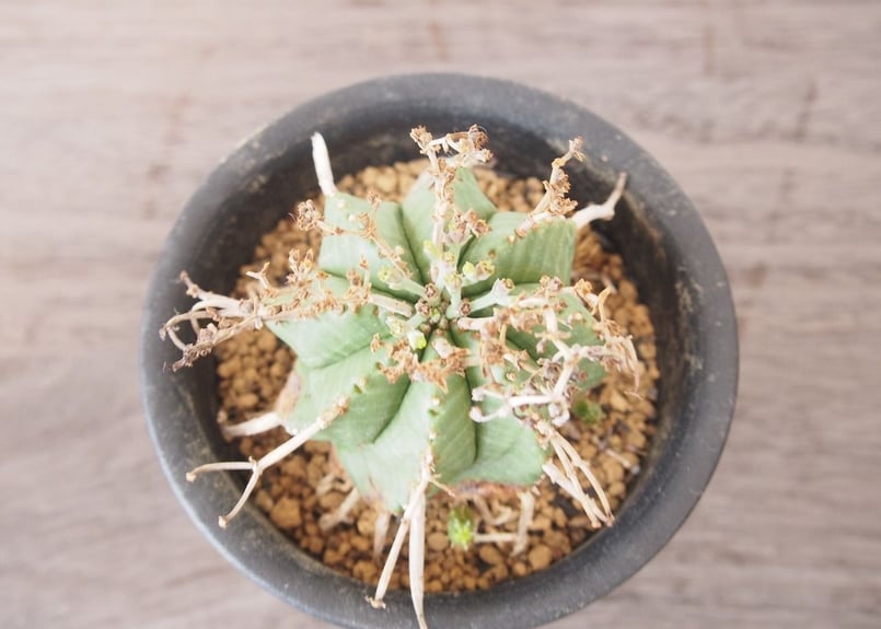 ユーフォルビア・バリダ Euphorbia valida 仔吹き | mana's farm