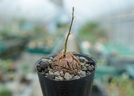 亀甲竜　Dioscorea elephantipes　No.4
