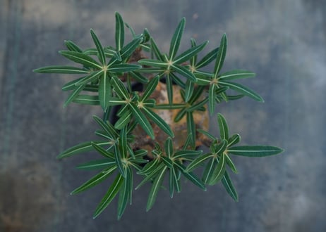パキポディウム　グラキリス　 Pachypodium Gracilius  No.1