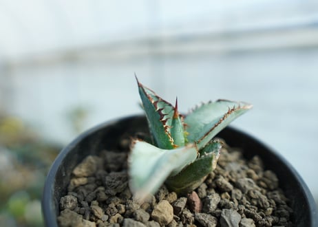 アガベ　チタノタ　ブルー　Agave titanota Blue 　NO.1