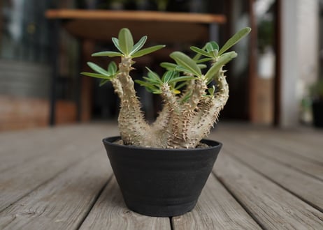 パキポディウム　デンシフローラム　Pachypodium densiflorum